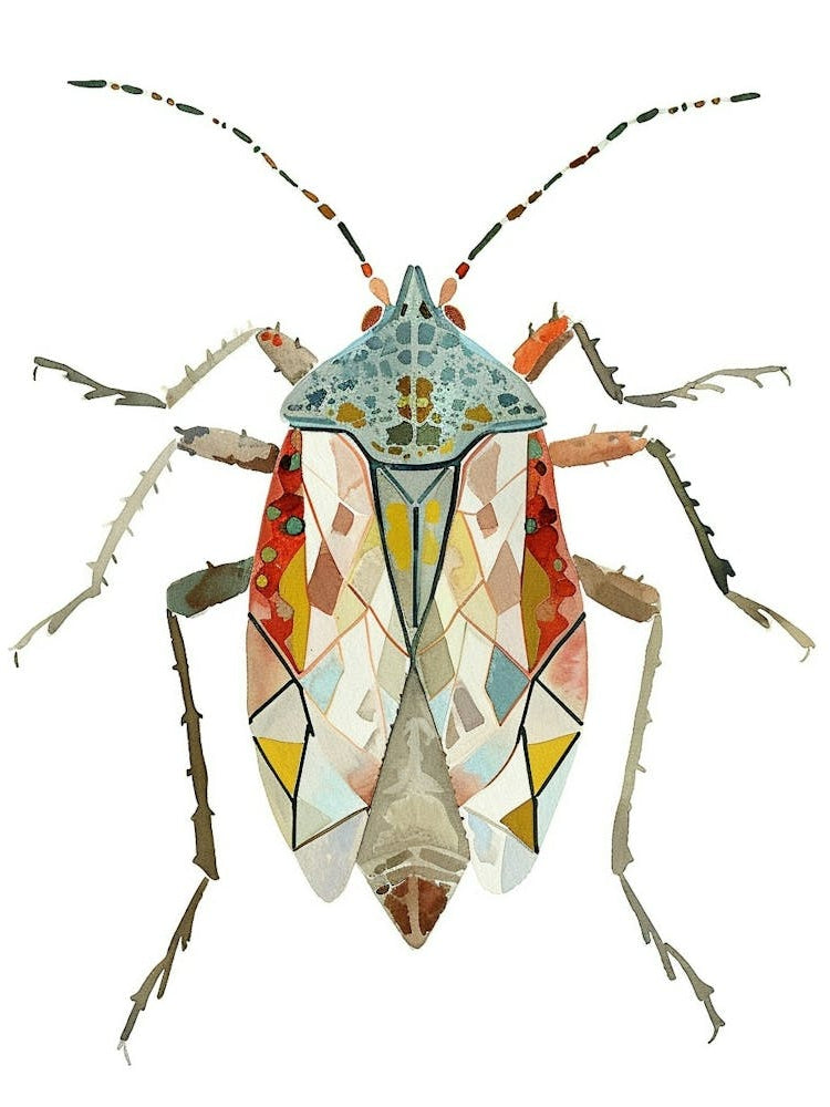 Colourful Insect Illustration Boxelder Bug 16