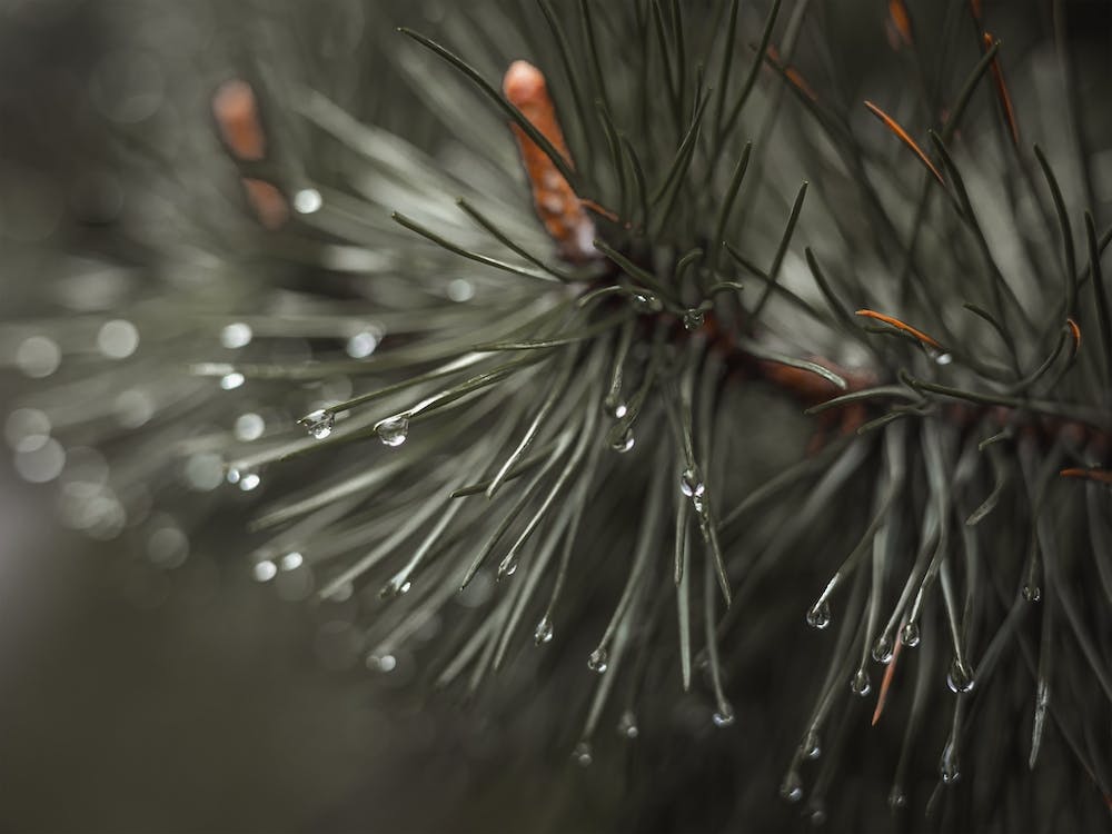Rain On Pine Needles