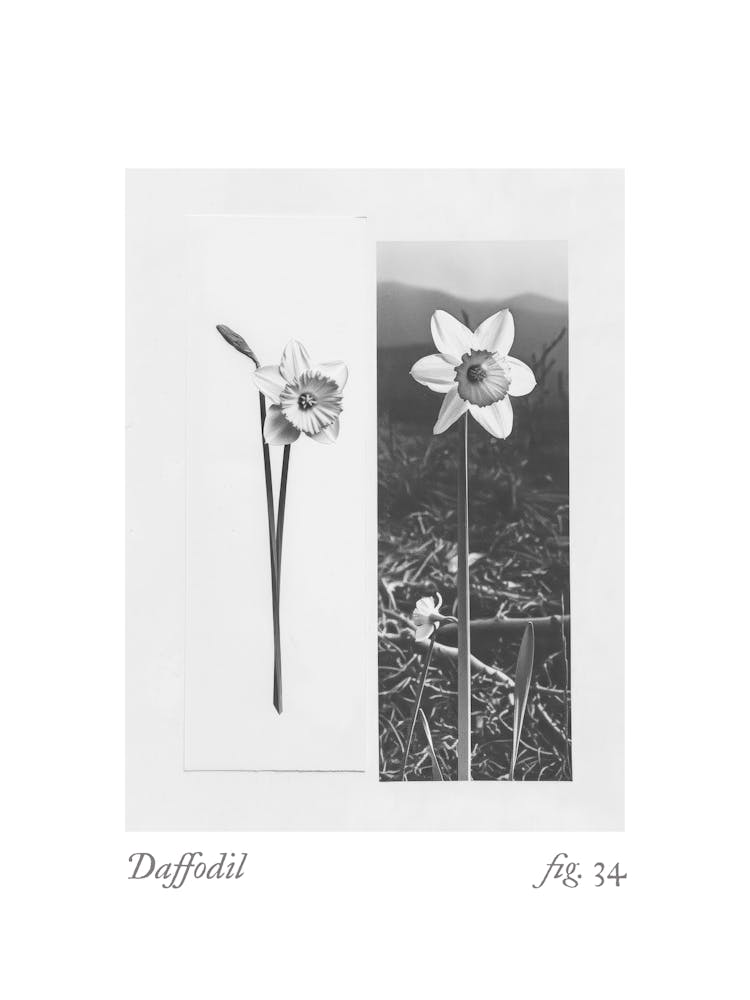 Daffodil Botanical Collage 2