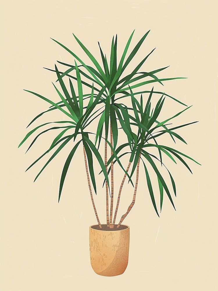 Dracaena Plant Minimalist Illustration 8