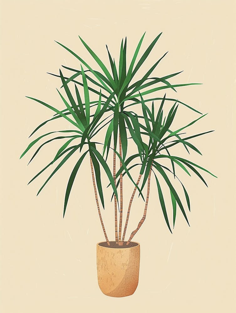 Dracaena Plant Minimalist Illustration 8