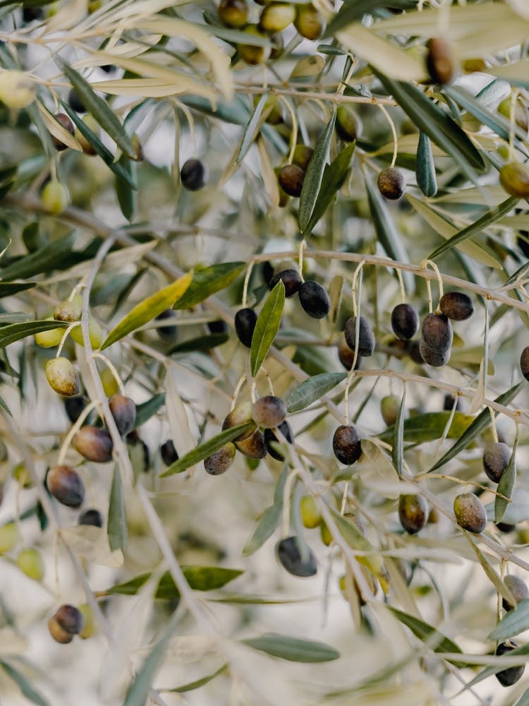 Olive Tree in Puglia, Italy | travel photography