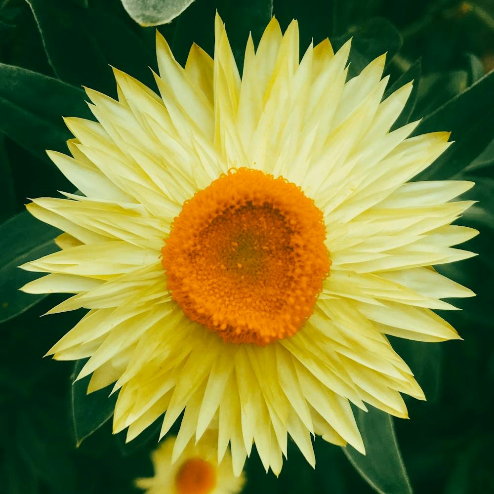 In The Garden Yellow Daisy