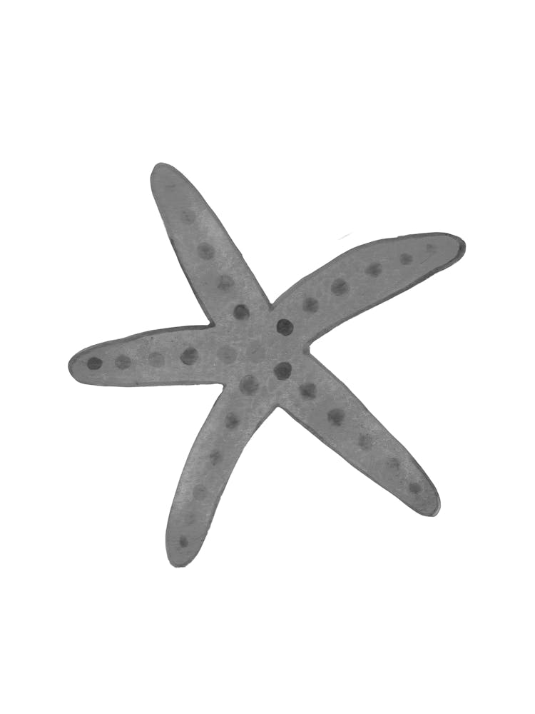 Starfish 6