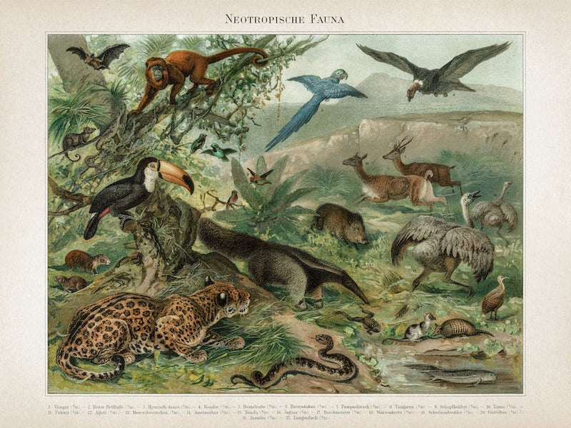 Vintage Meyers 3 Neotropische Fauna