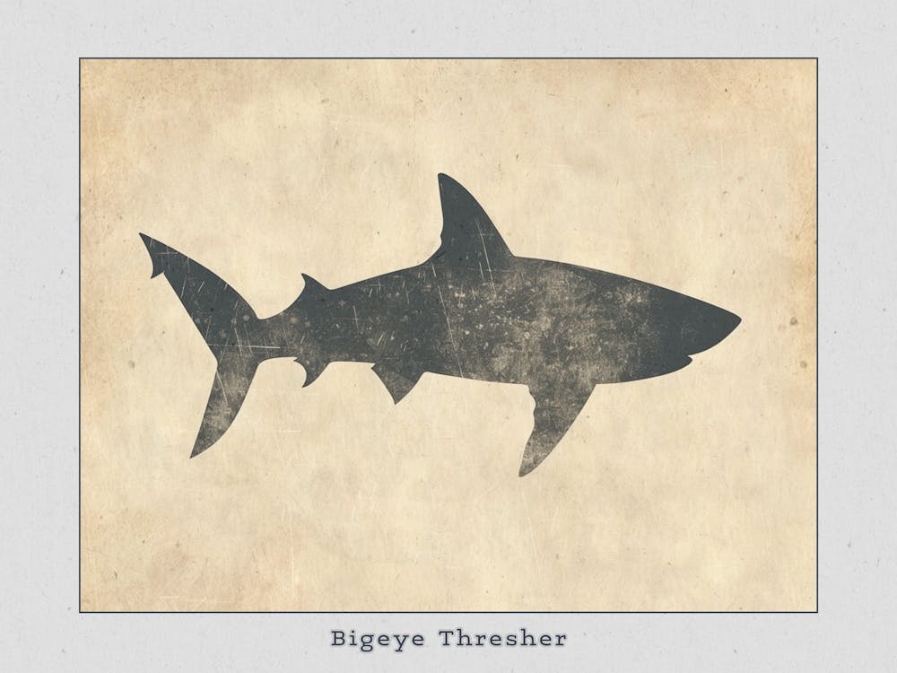 Bigeye Thresher Shark Grey Silhouette 1 Poster