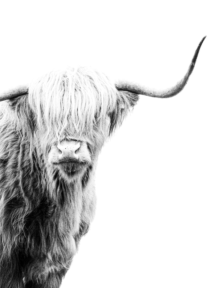 Highland Cow 5