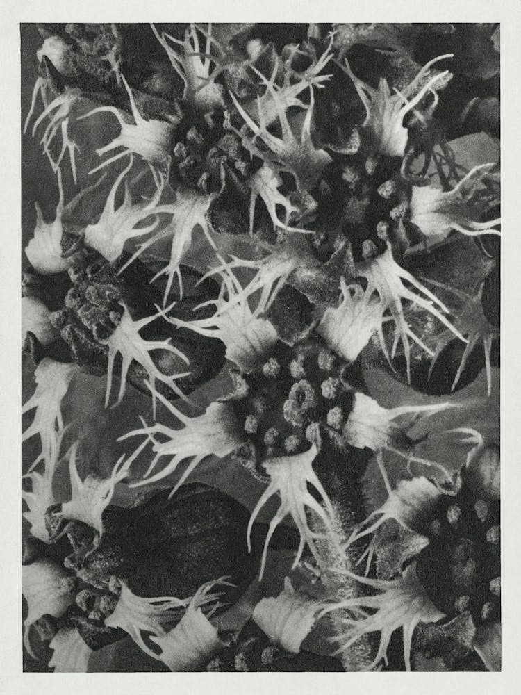 Fringe Cups(1928), Karl Blossfeldt