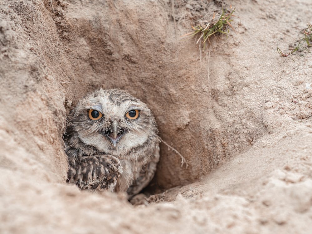 Burrowing Owl Home