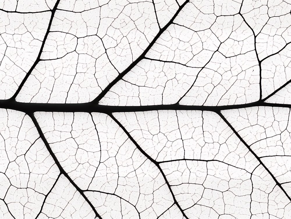 Close Up Of A Leaf