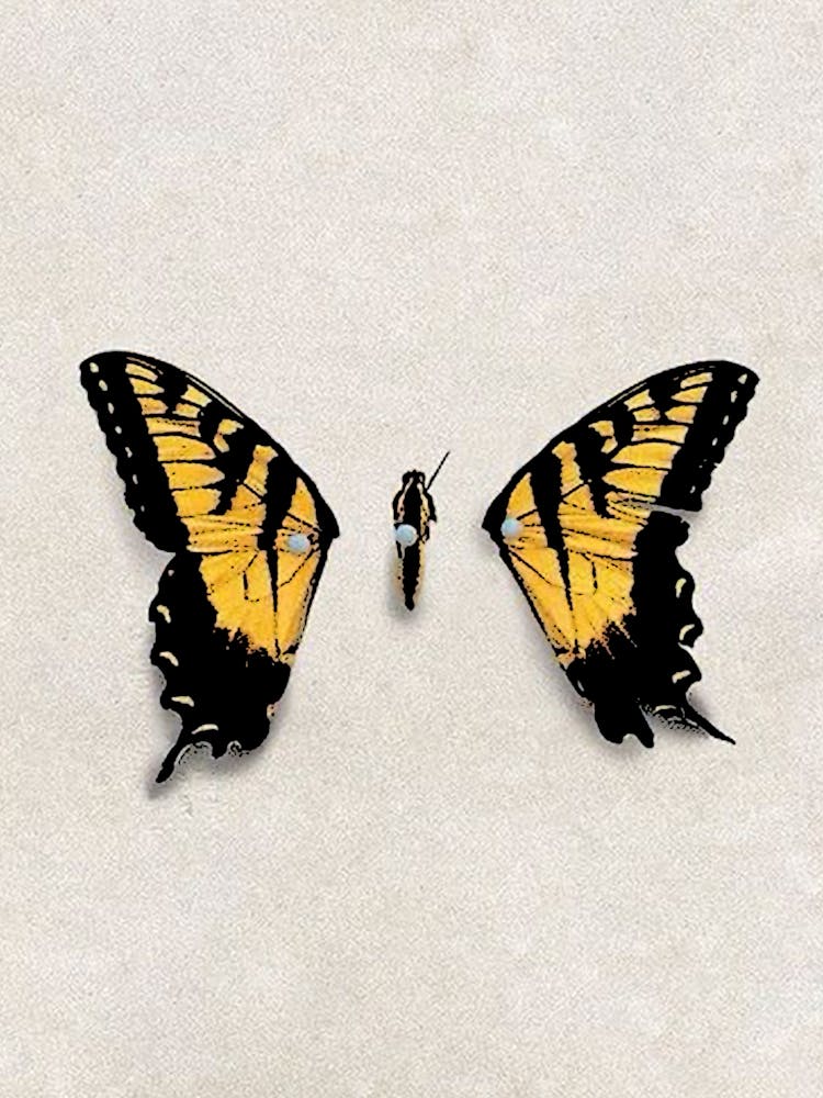 Butterfly Wings PARAMORE