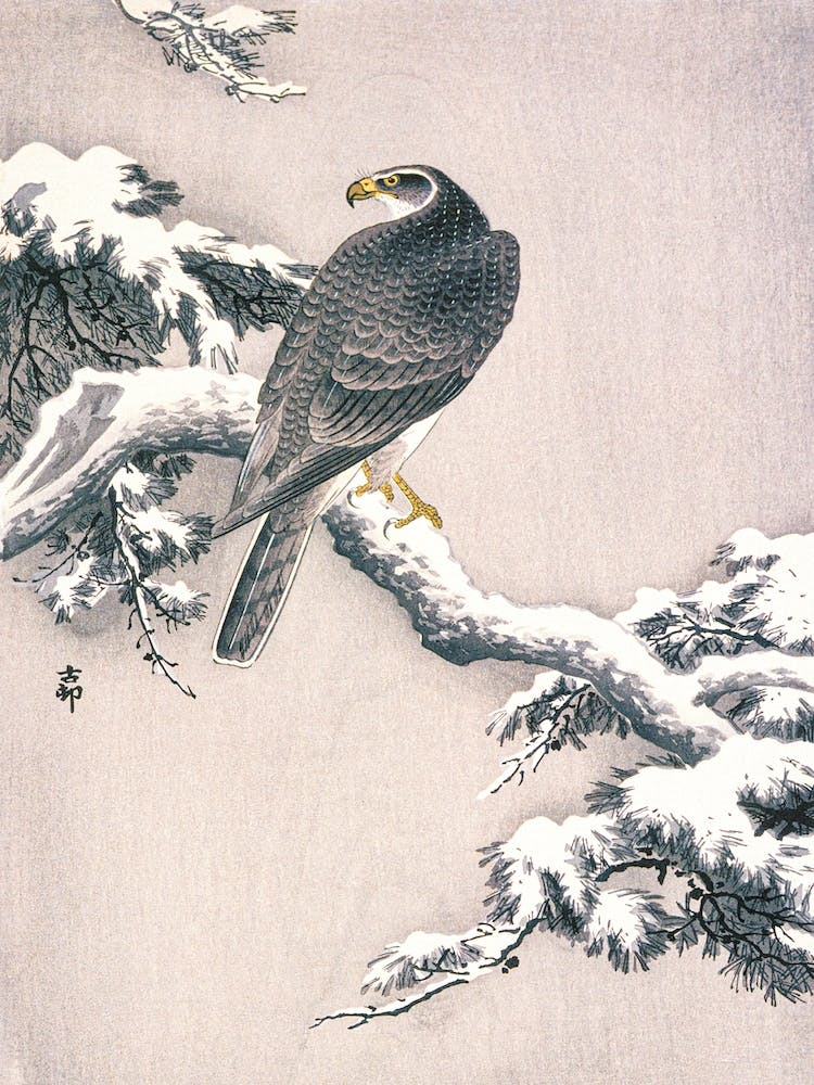 Goshawk On Snow Covered Pine Bough, Ohara Koson