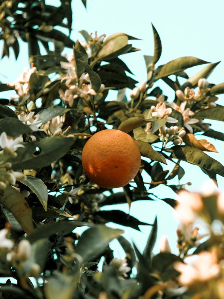Greek Orange Blossom