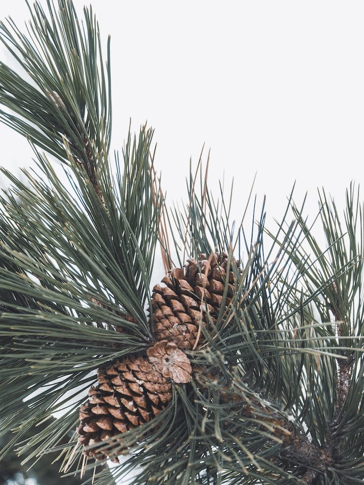 Pine Tree Branch