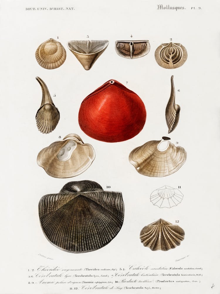 Seashells 2