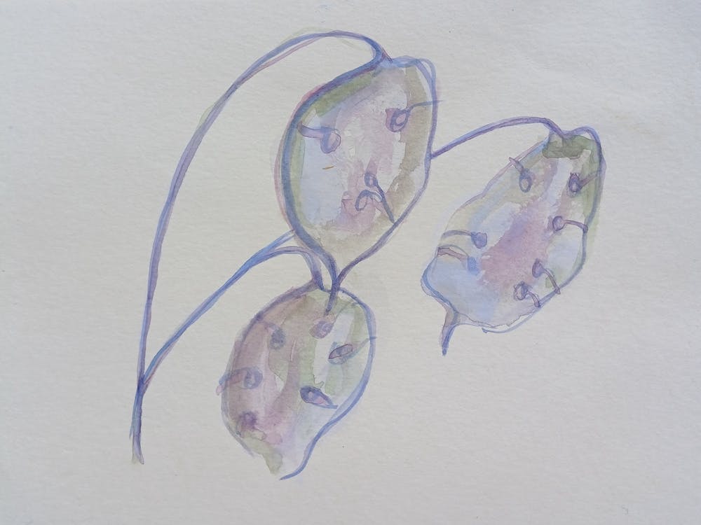 Seedpod Violet Soft