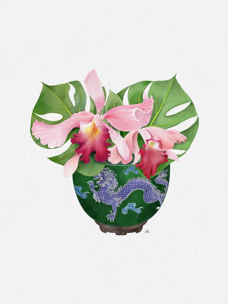 Chinesische Drachenorchidee