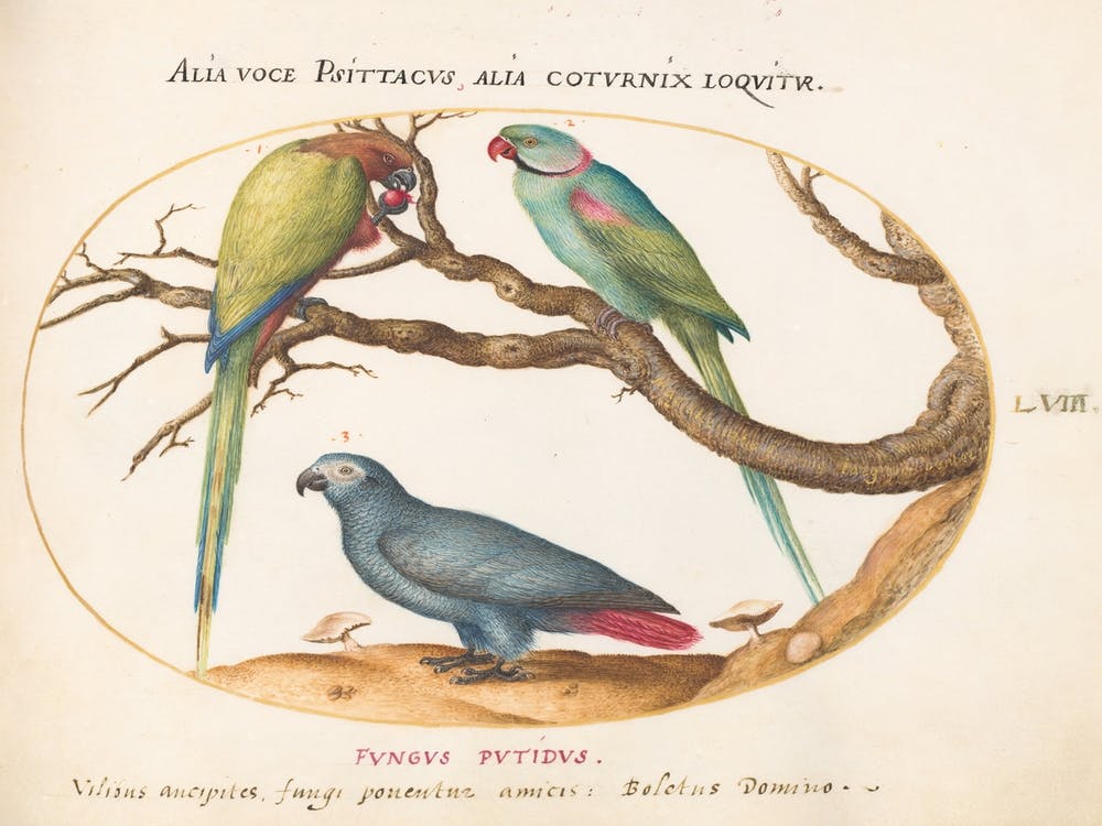 Animalia Volatilia et Amphibia (ca. 1575-1580), Joris Hoefnagel (5) 1