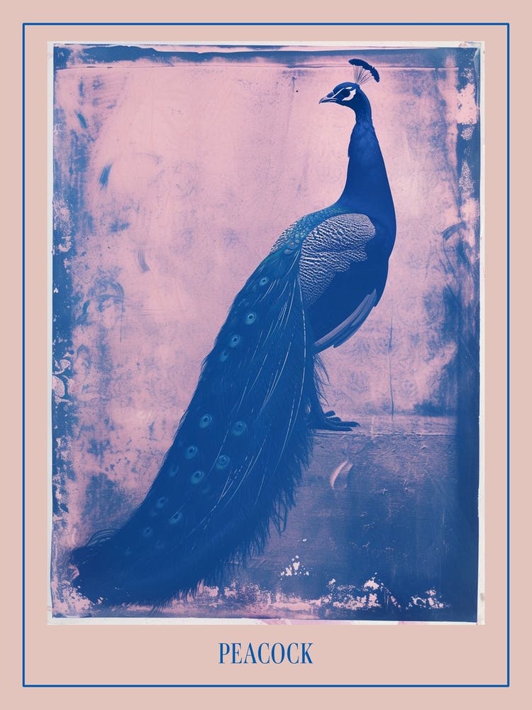 Pink & Blue Peacock Cyanotype Style 3 Poster