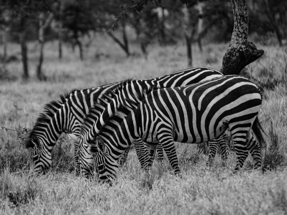 Grazing Zebras Black And White