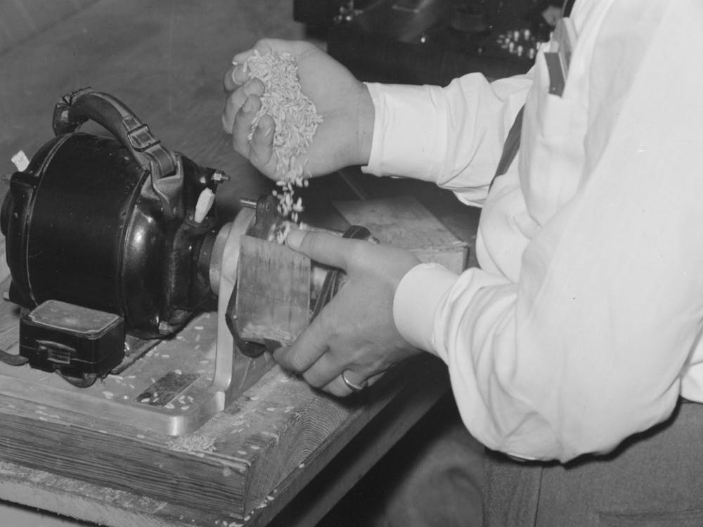Placing Sample Of Rice In Milling Machine For Test, Crowley, Louisiana, State Rice Mill By Russell Lee