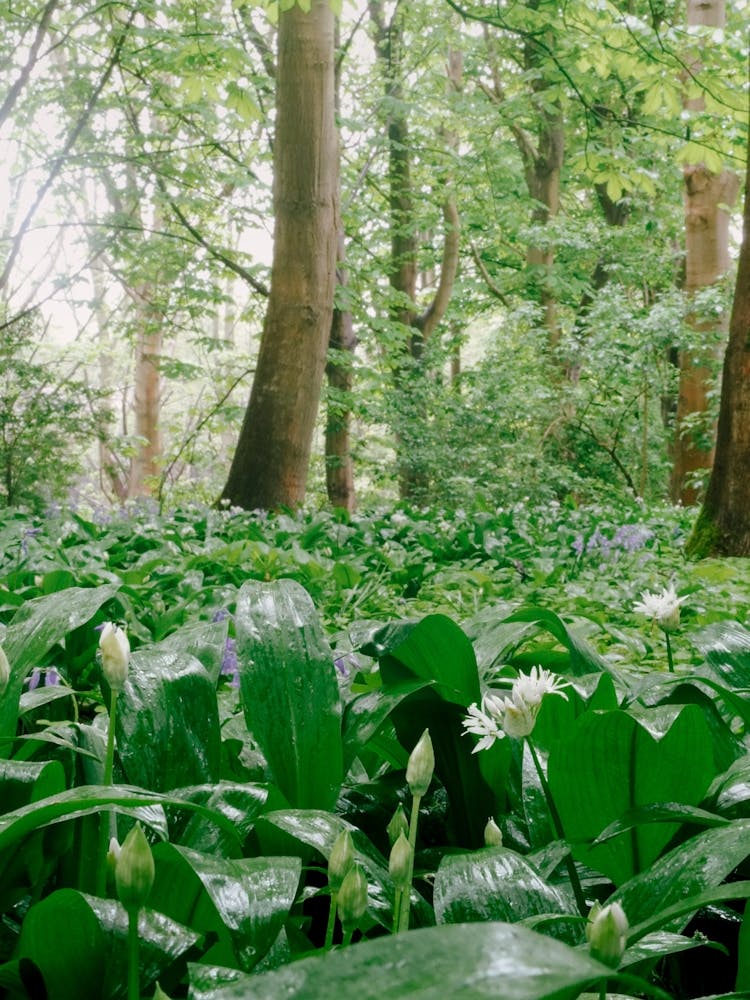 Bluebells In The Woods 1