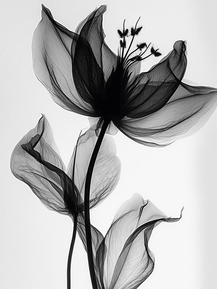 Black White Image Flower With Wh