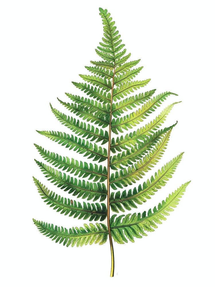 Pattern Poster Hares Foot Fern 2