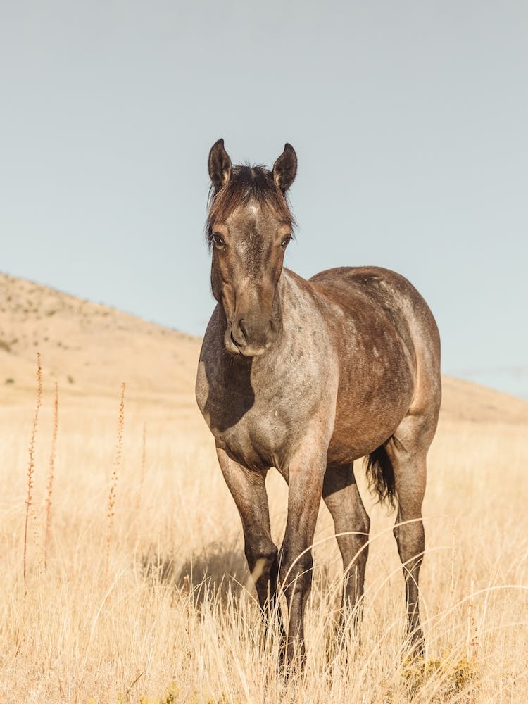 Gray Horse Colt
