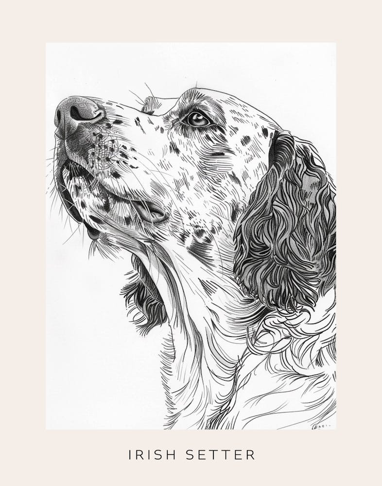 Irish Setter Line Sketch 3 Poster