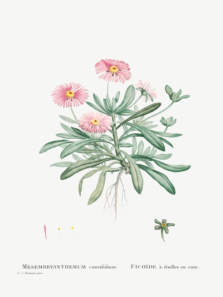 Mesembryanthemum Cuneifolium (Livingstone Daisy), Pierre Joseph Redoute