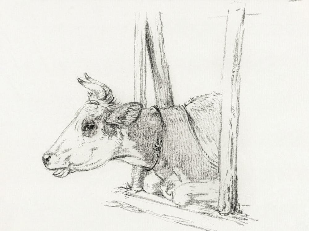 Head Of A Cow, Lying In A Stable, Jean Bernard