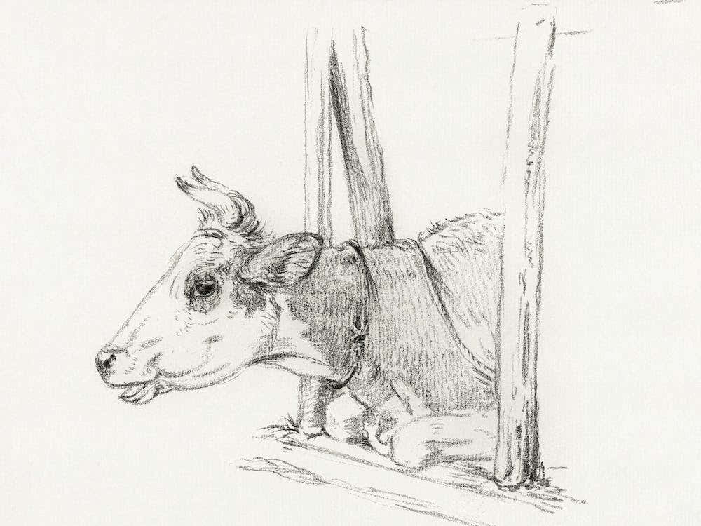 Head Of A Cow, Lying In A Stable, Jean Bernard