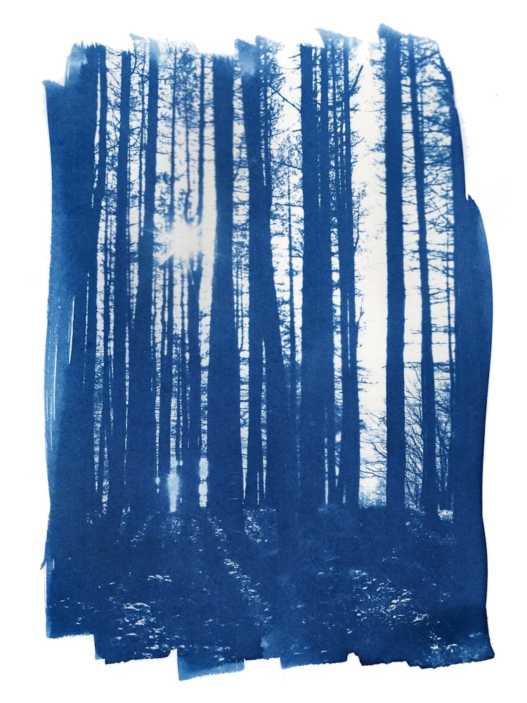 Forest Sunlight Tree Cyanotype Blue