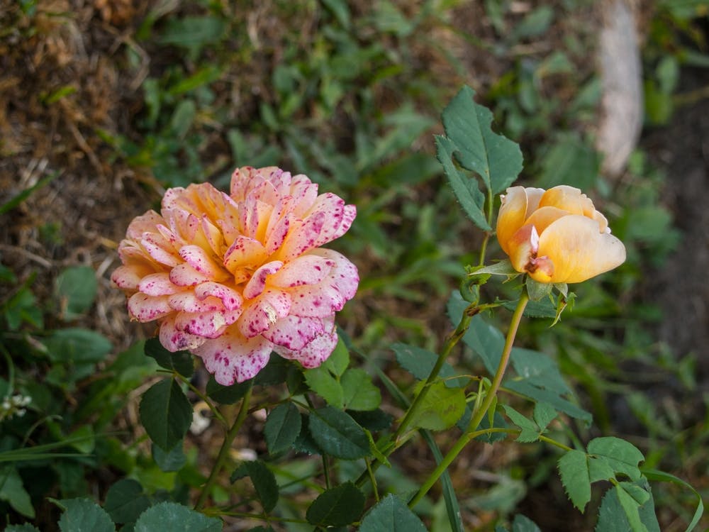 Two Roses