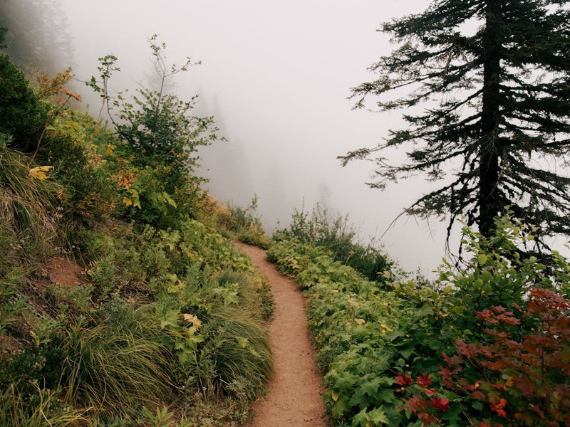 Misty Forest Path