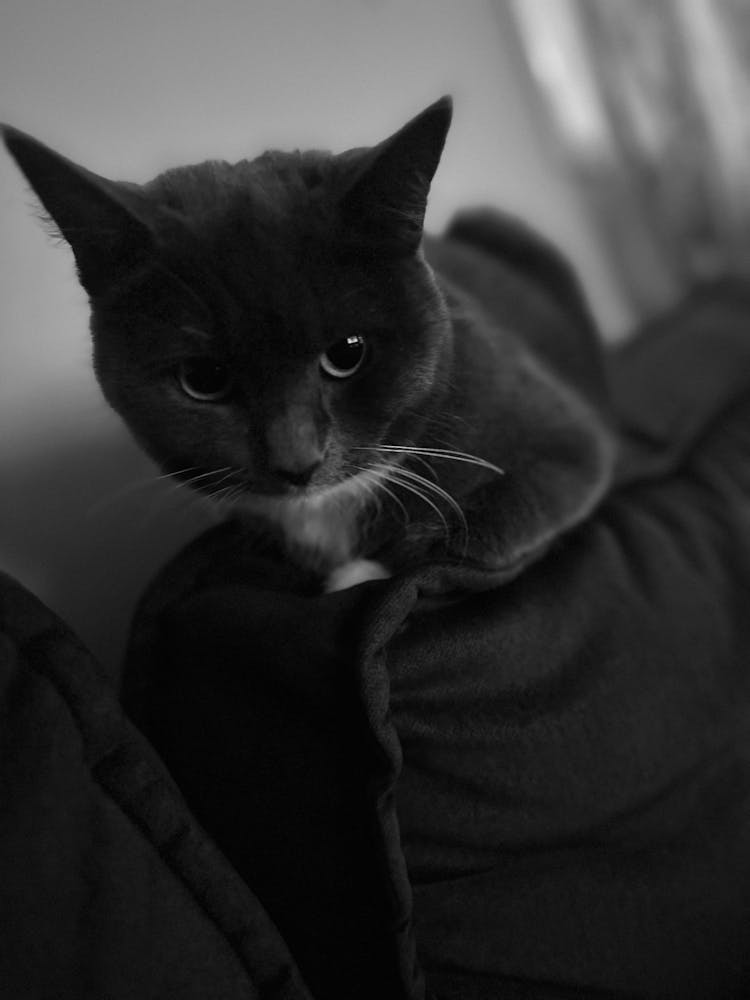 Katze Nila