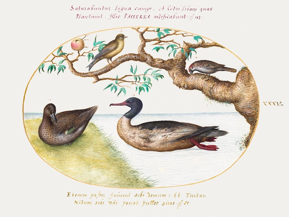Female Green Winged Teal, Red Breasted Merganser, Sparrow, And A Greenfinch (1575–1580), Joris Hoefnagel