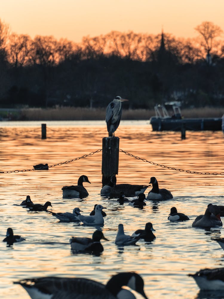 Herons At Sunset