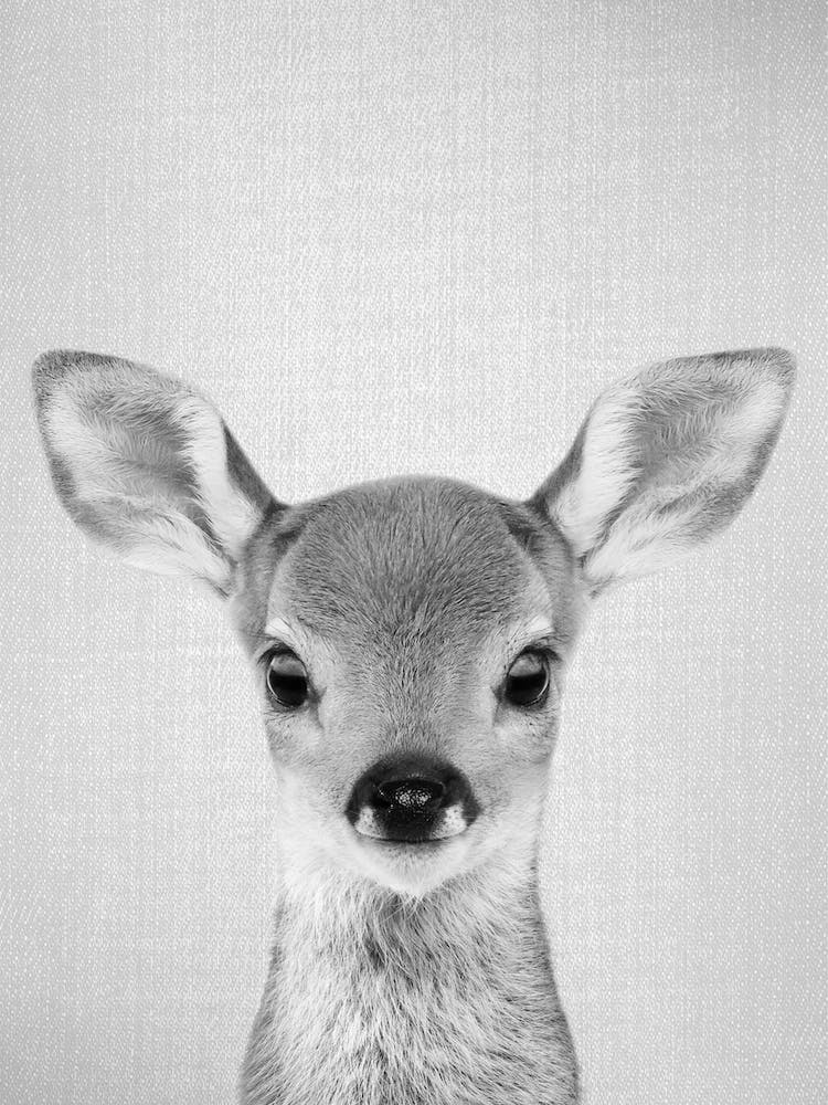 Baby Deer - Black & White
