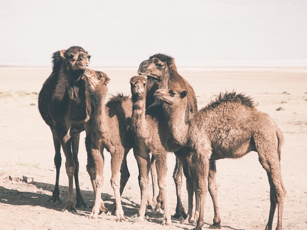 Camel Herd