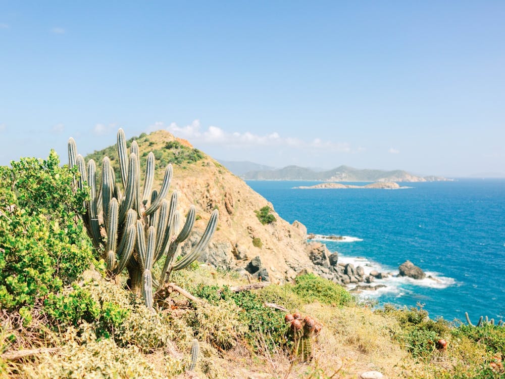 Cactus at Drunk Bay in the Caribbean 