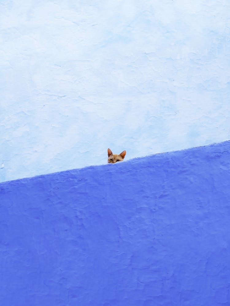 Spy Cat