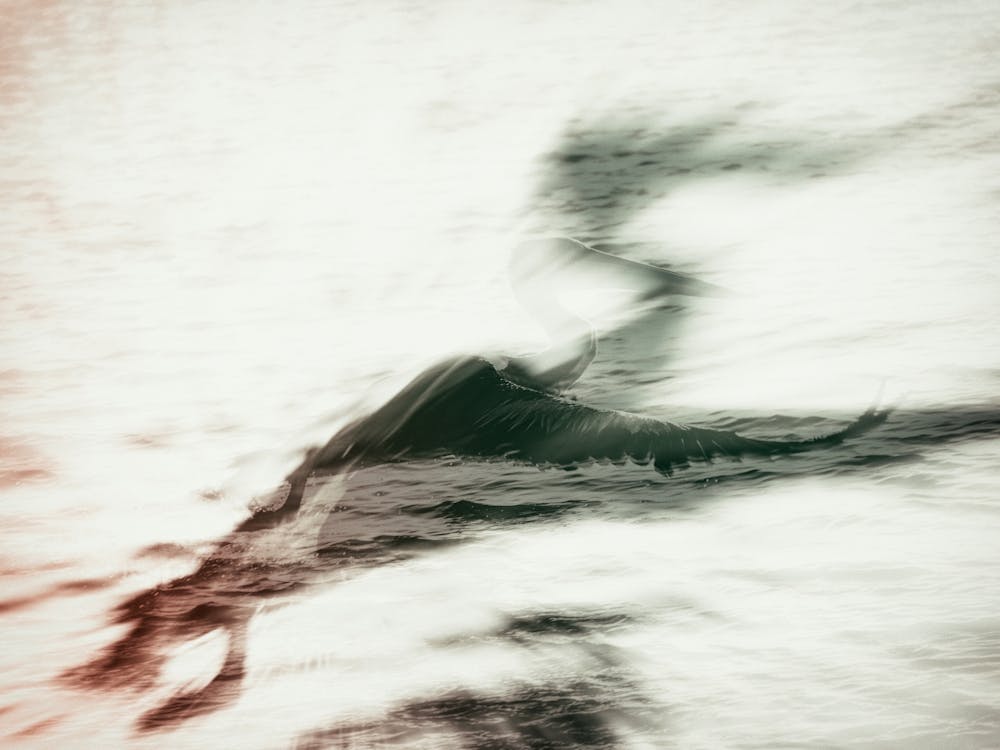 Pelican In Flight