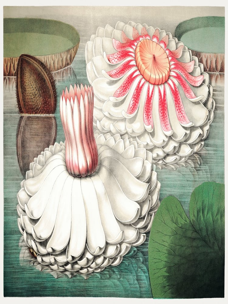 The Victoria Regia Or The Great Water Lily Of America (1854) By William Sharp