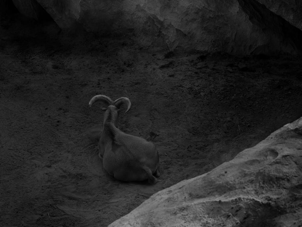 A Mountain Goat In A Frame Of Rocks Black And White