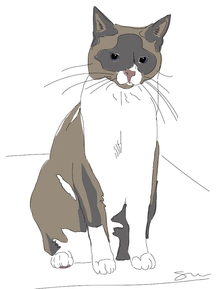 Snowshoe Cat Drawing
