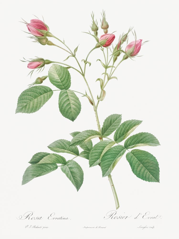 Evrat S Rose With Crimson Buds, Pierre Joseph Redoute