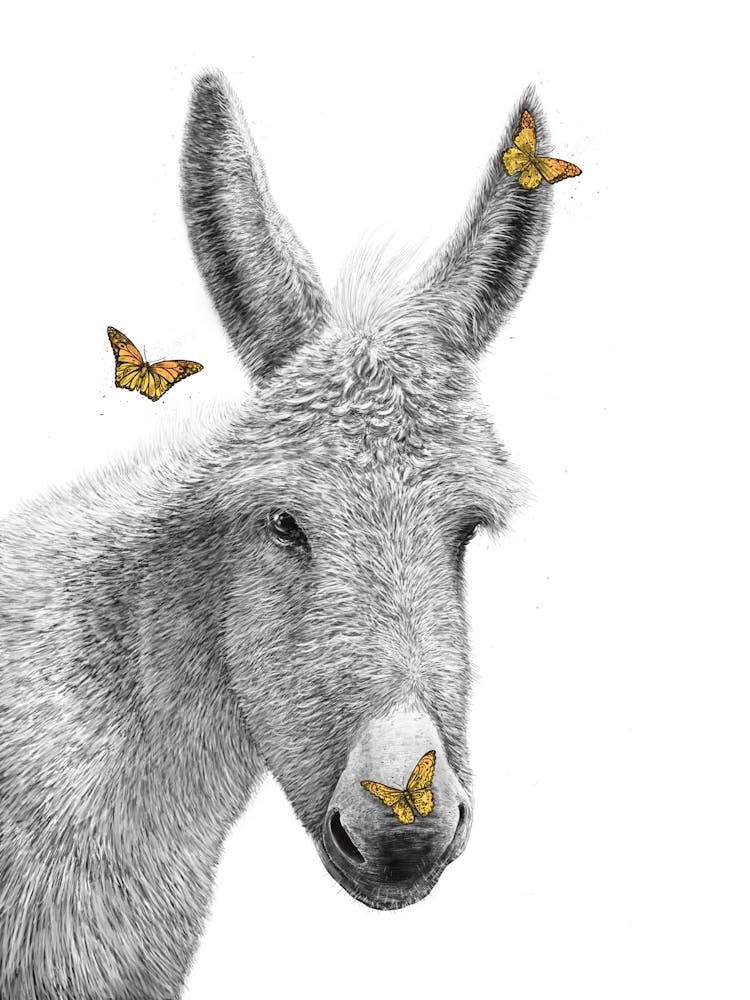 Donkey With Butterfly