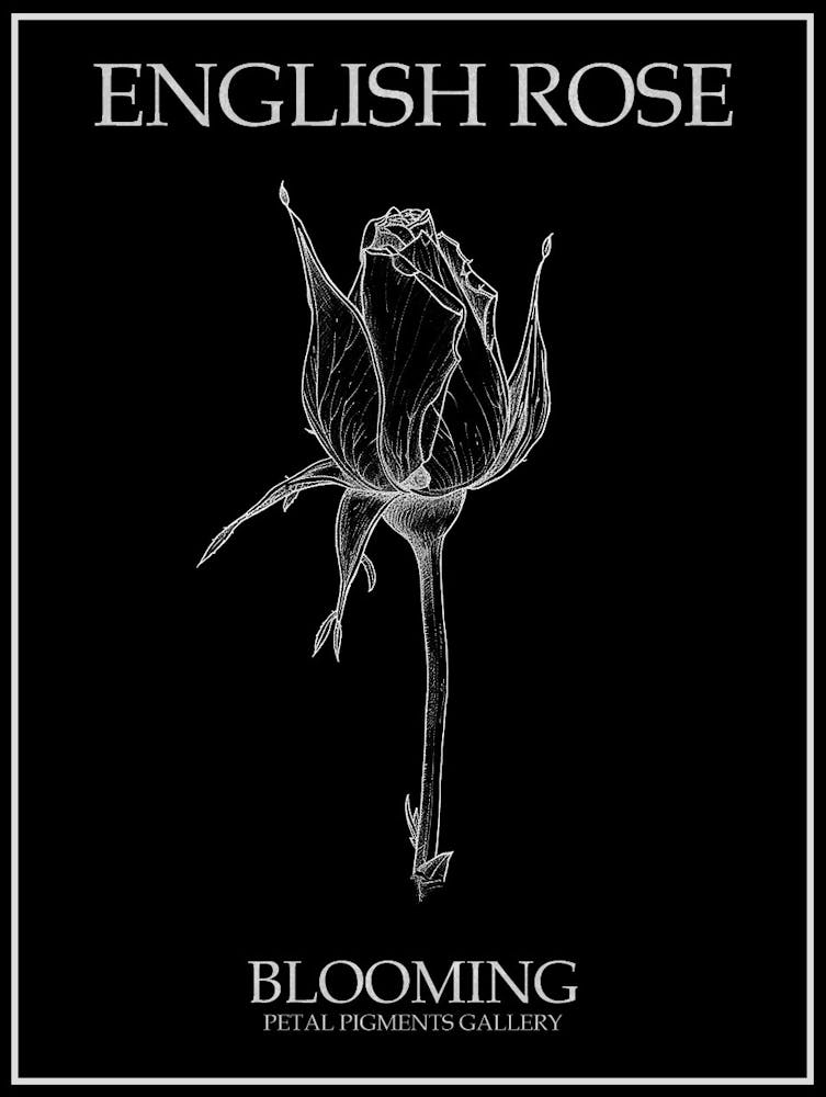 English Rose Blooming Line Drawing 4 Poster Inverted